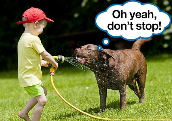 Child using a garden hose to Spray a chocolate Labrador Retriever with water to cool down in the summer heat