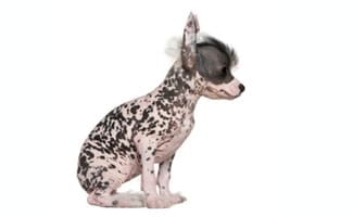 Chinese Crested