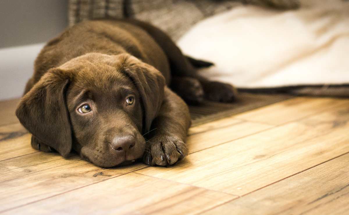 Chocolate Labrador puppy resting on wood floor/