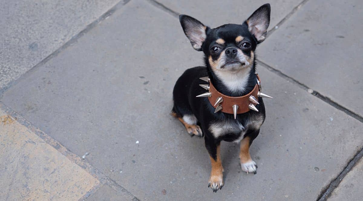Small dog looking up with a spike collar.