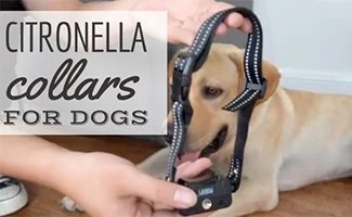 Citronella Dog Collar with dog (caption: Citronella Collars For dogs)