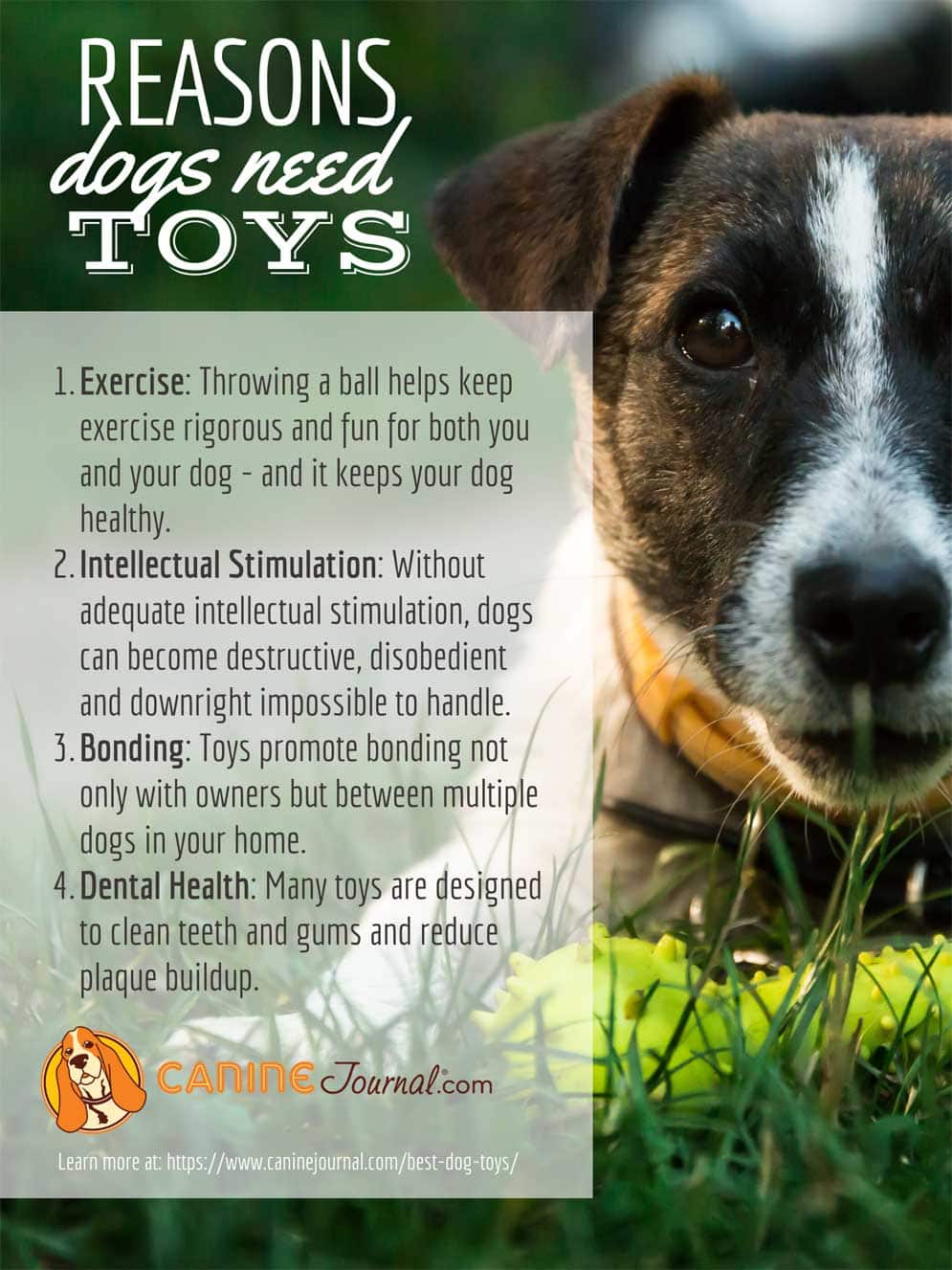 healthy chew toys for dogs