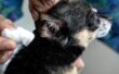 View of 8 Best Dog Ear-Cleaning Solutions: Vet-Recommended Ear Washes & Wipes