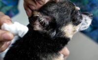 View of 8 Best Dog Ear-Cleaning Solutions: Vet-Recommended Ear Washes & Wipes