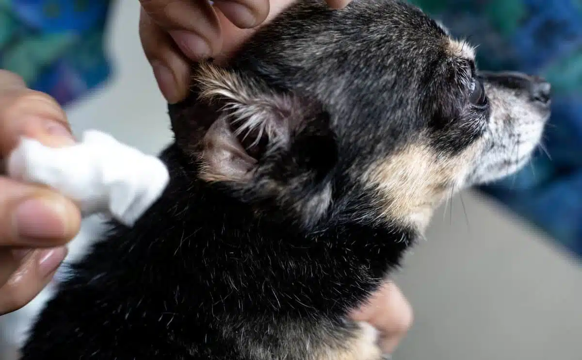 cleaning a dogs ear with a wipe