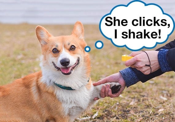 Clicker training Corgi to shake his paw with dog trainer