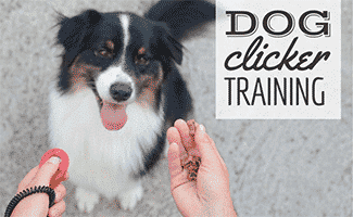 Australian shepherd with clicker and treats sitting looking up at camera (Caption: Dog Clicker Training)