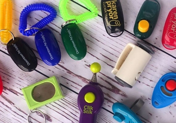 Clickers lined up ready to be tested and reviewed to find the best