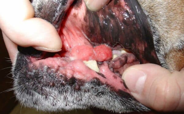 Dietary Management Of Canine Gum Disease