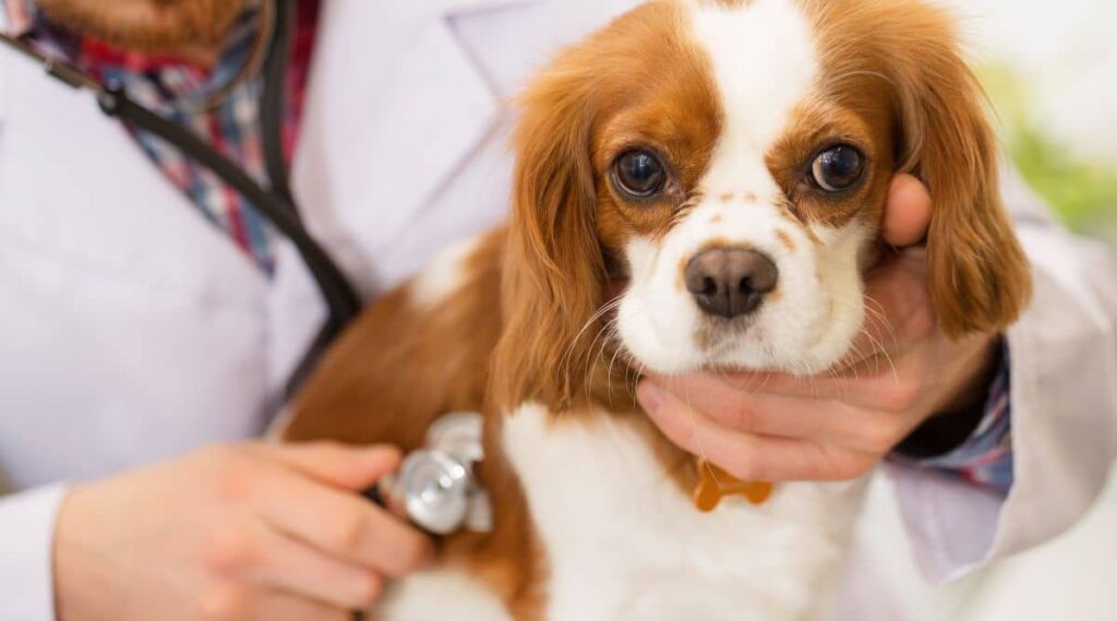 Close up of a male vet in white lab coat examining Cavalier King Charles Spaniel puppy at his office using stethoscope.