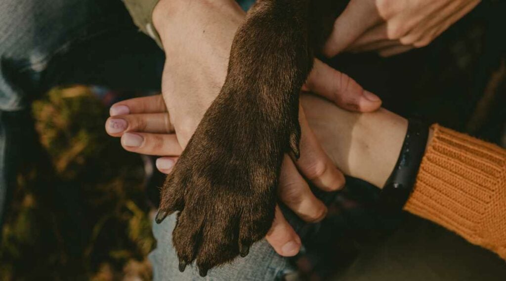 close up of a paw and person's hand
