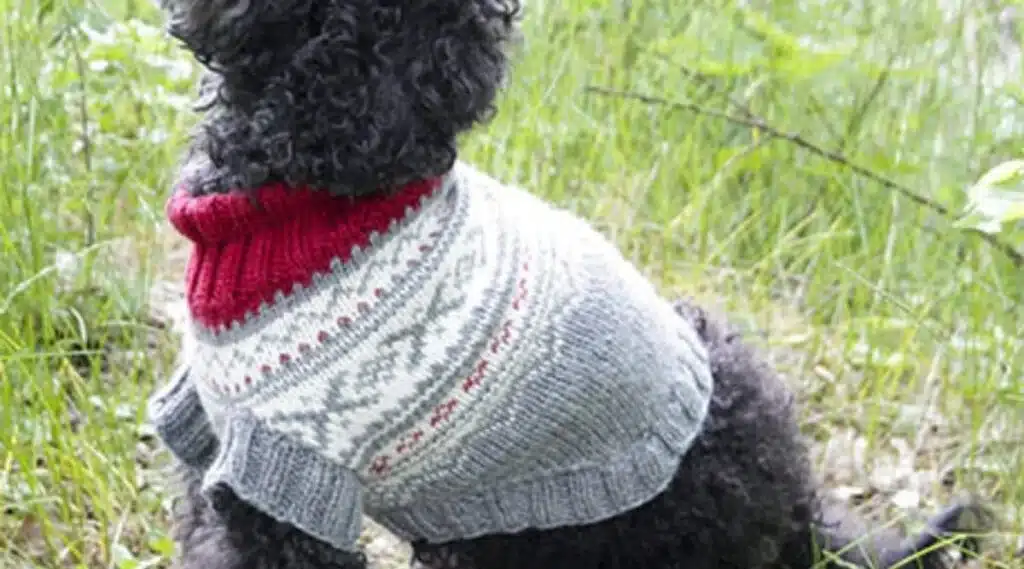 Close up of a small black dog wearing a Nordic sweater. Photo courtesy of Garn Studios: DROPS Design.