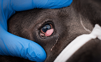 Close up of a black dog with severe cherry eye