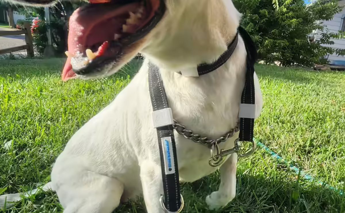 Close up of dog with mag snap dog leash around neck