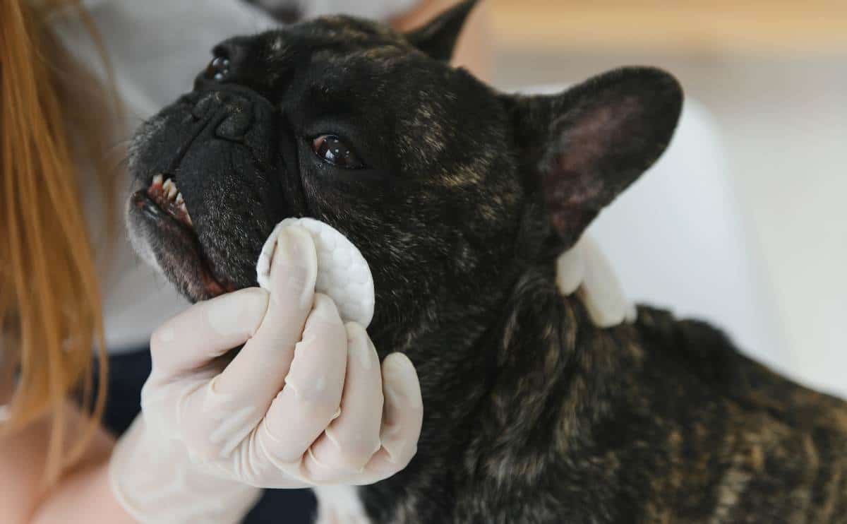 A close up of French Bulldog and veterinarian wiping dogs eye.