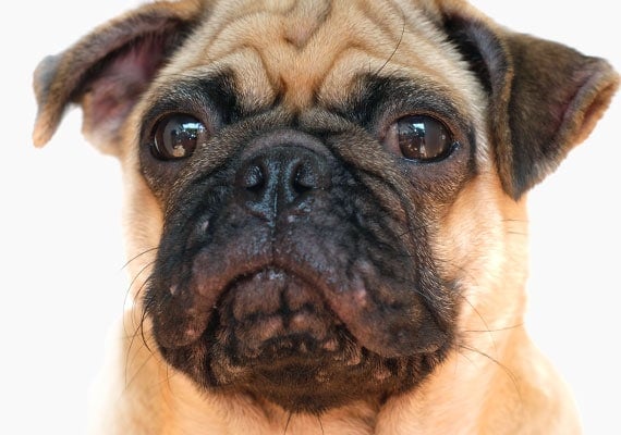 Close-up of Pug face with acne around jaw and mouth