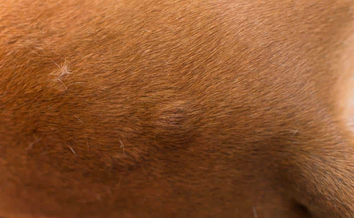 Dog with bumps under fur