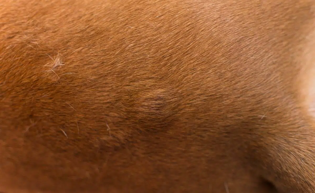 Close up of dog with lump