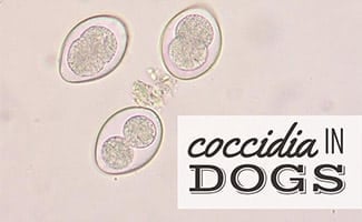 how do you treat coccidia in dogs at home