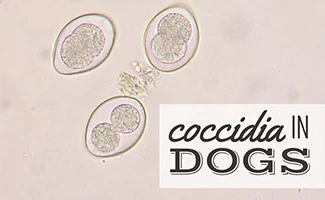 how to treat coccidia in dogs at home