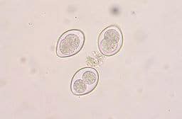 Coccidia under microscope