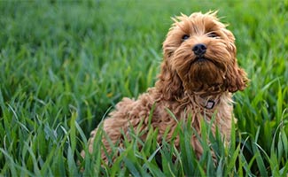 Cockapoo in grass