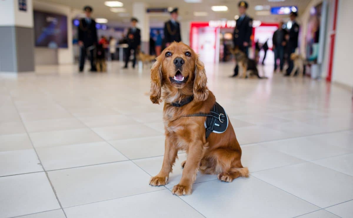 Cocker dog at the airport with cops in the background.
