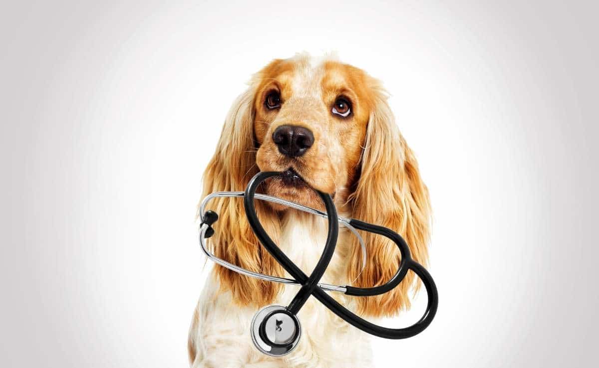 Sweet cocker spaniel dog with stethoscope in mouth