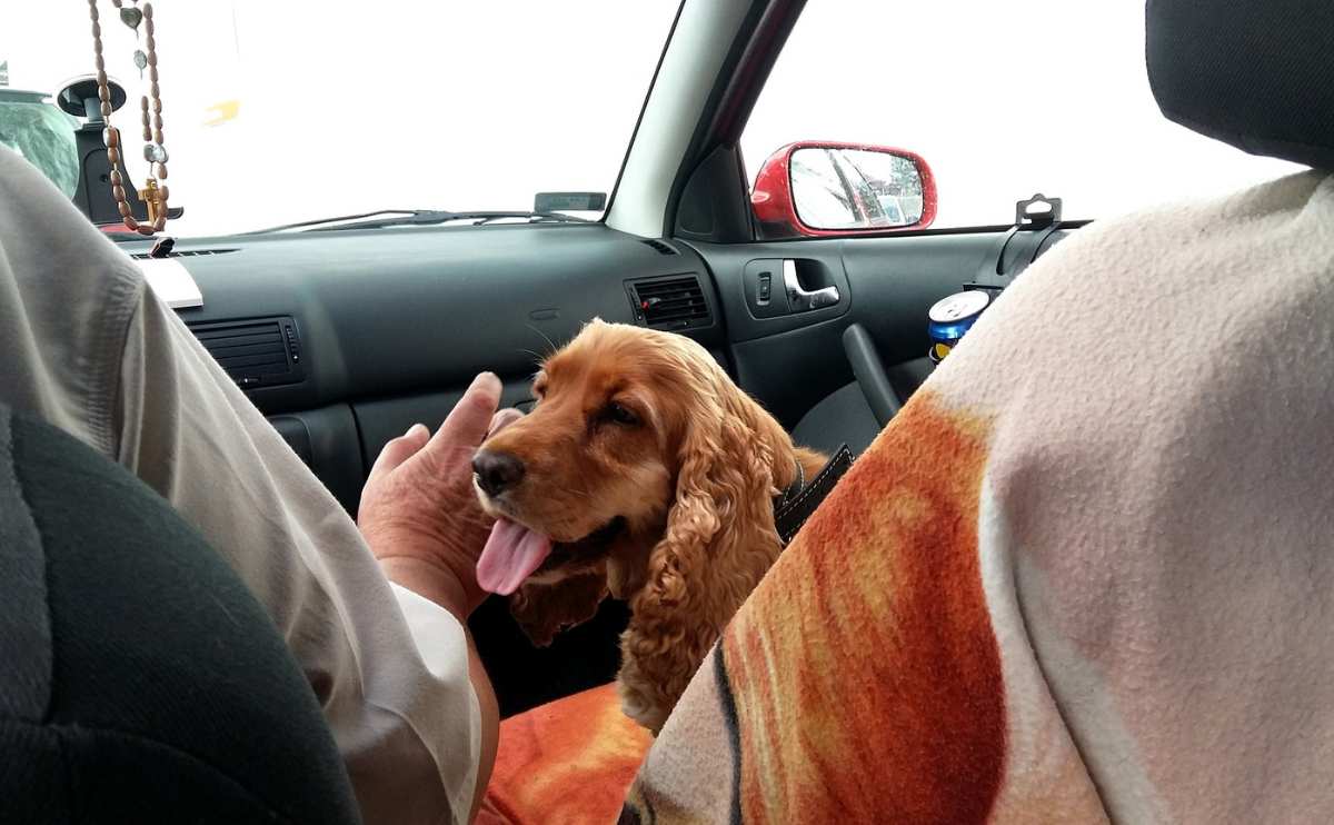 Cocker riding in the front seat of a car.