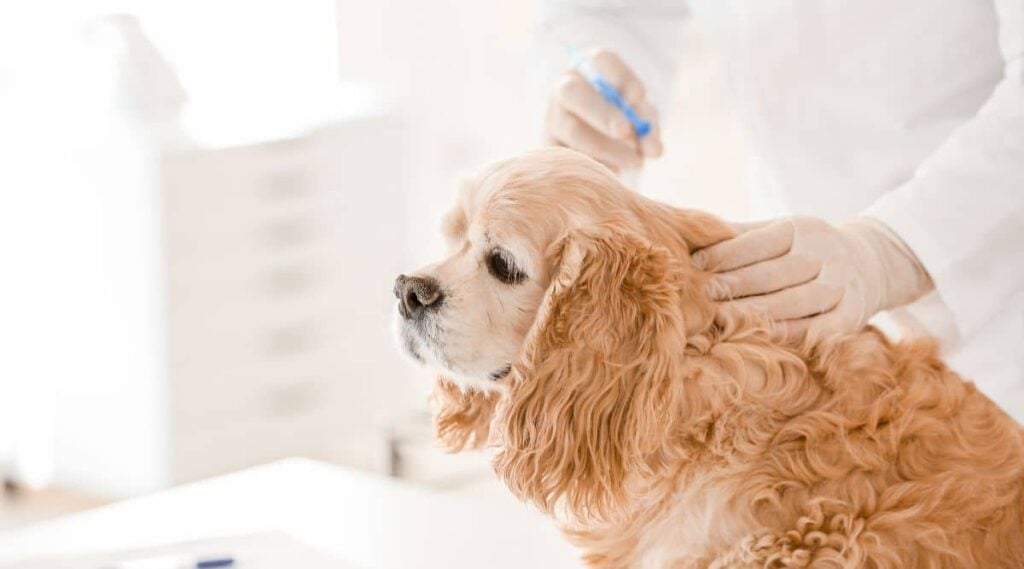 Cocker Spaniel at the vet getting a shot.