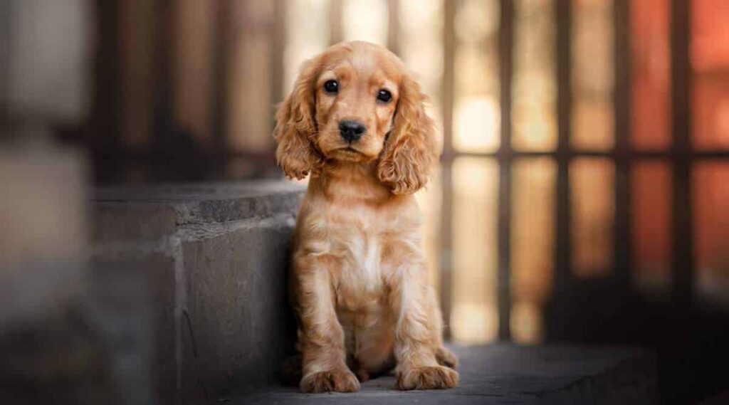 Cocker Spaniel puppy sitting.