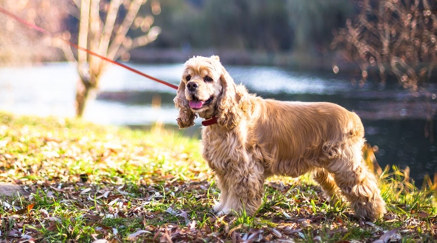 English Springer Spaniel