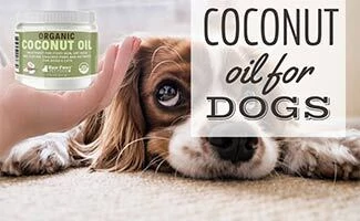 Dog laying next to hand with coconut oil (caption: Coconut Oil For Dogs)