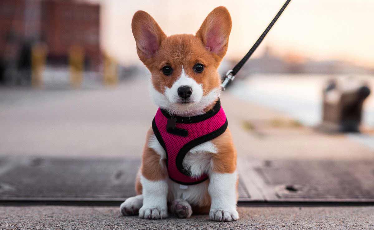 Corgi on a leash on a pier in Baltimore MD