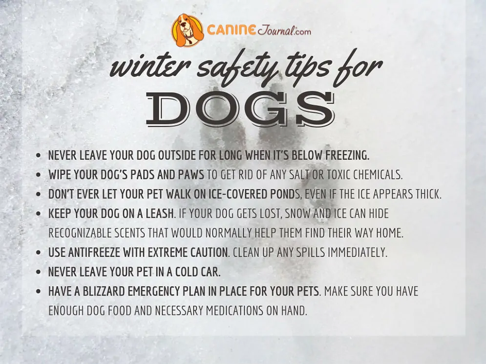 Infographic: Winter safety tips for dogs