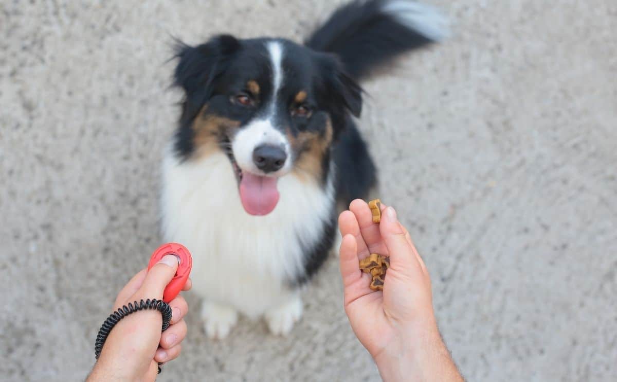 collie being trained with a clicker and a treat