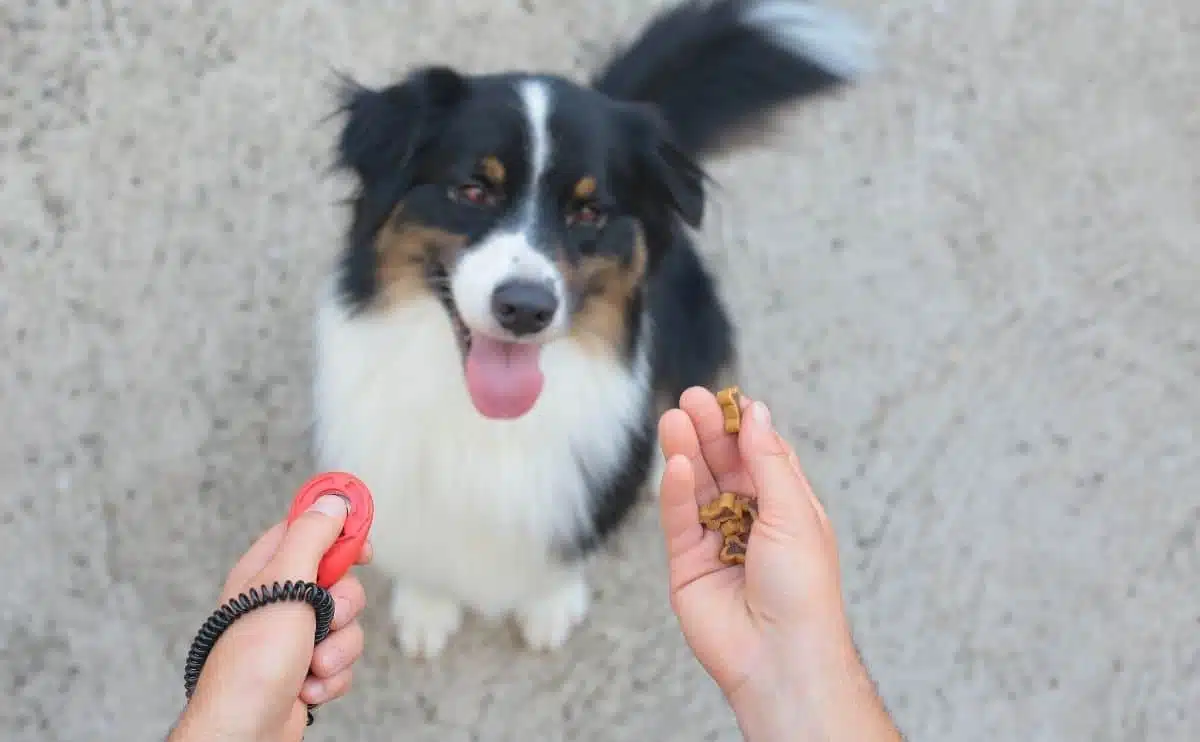 3 Best Dog Training Clickers (11+ Tested & Reviewed!) - Dog Lab