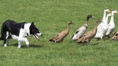 Collie chasing flock of ducks (photo by Zande).