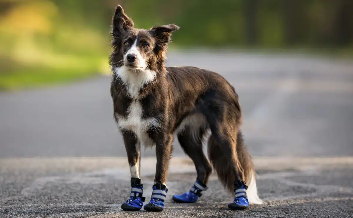 collie dog outside on pavement wearing dog booties