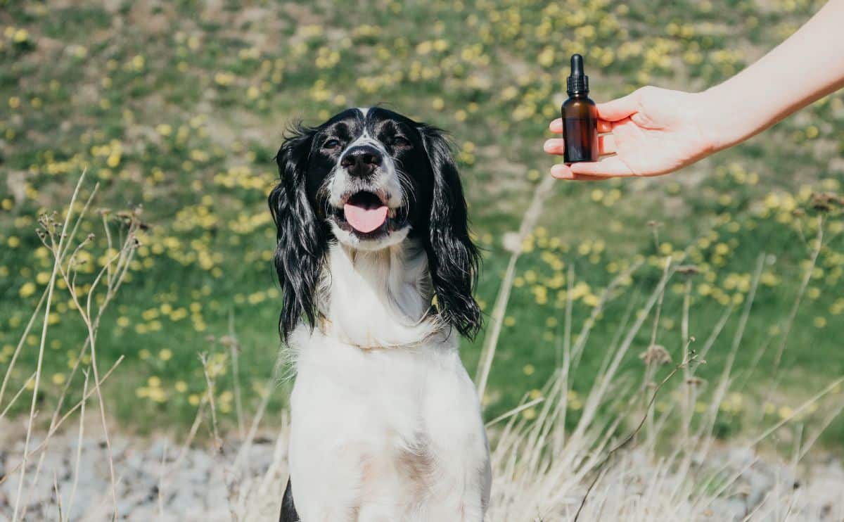 Collie sitting in a field with a hand holding a bottle of essential oil