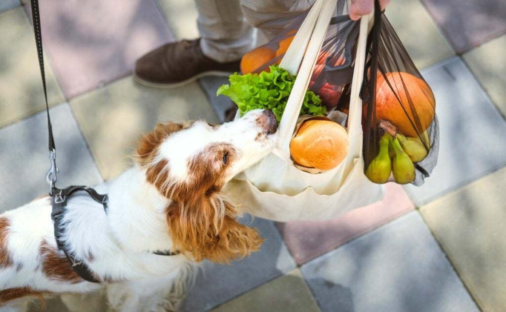 Collie dog sniffing tote bag of veggies from farmers market.
