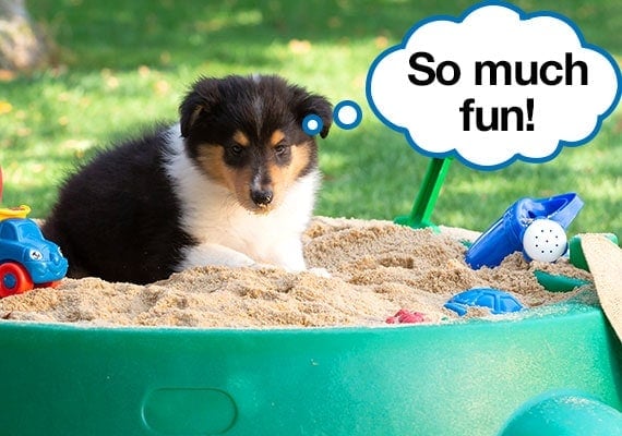 Collie puppy digging in sandbox with speech bubble
