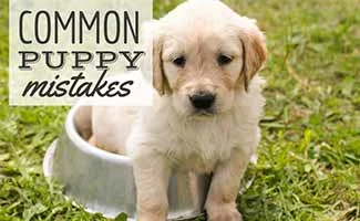 Puppy sitting in water bowl in grass (caption: Common Puppy Mistakes)