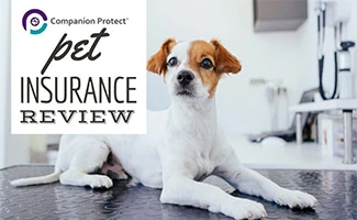 Dog at vet (caption: Companion Protect Pet Insurance Review)