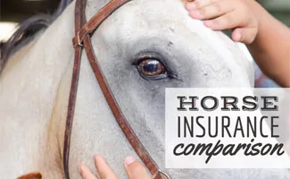 Horse being petted on head (caption: Horse Insurance Comparison)