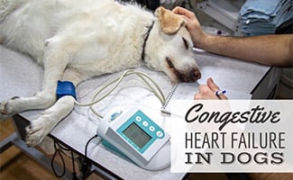 Dog laying on bed at vet office (caption: Congestive Heart Failure In Dogs)