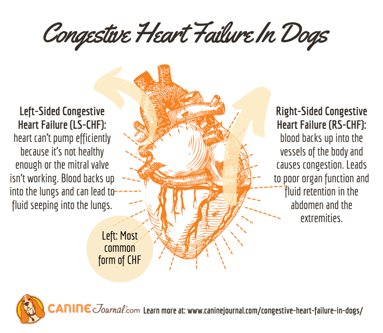 Infographic: Congestive heart failure in dogs