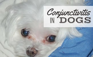 Maltese dog with pink eyes (caption: Conjunctivitis In Dogs)