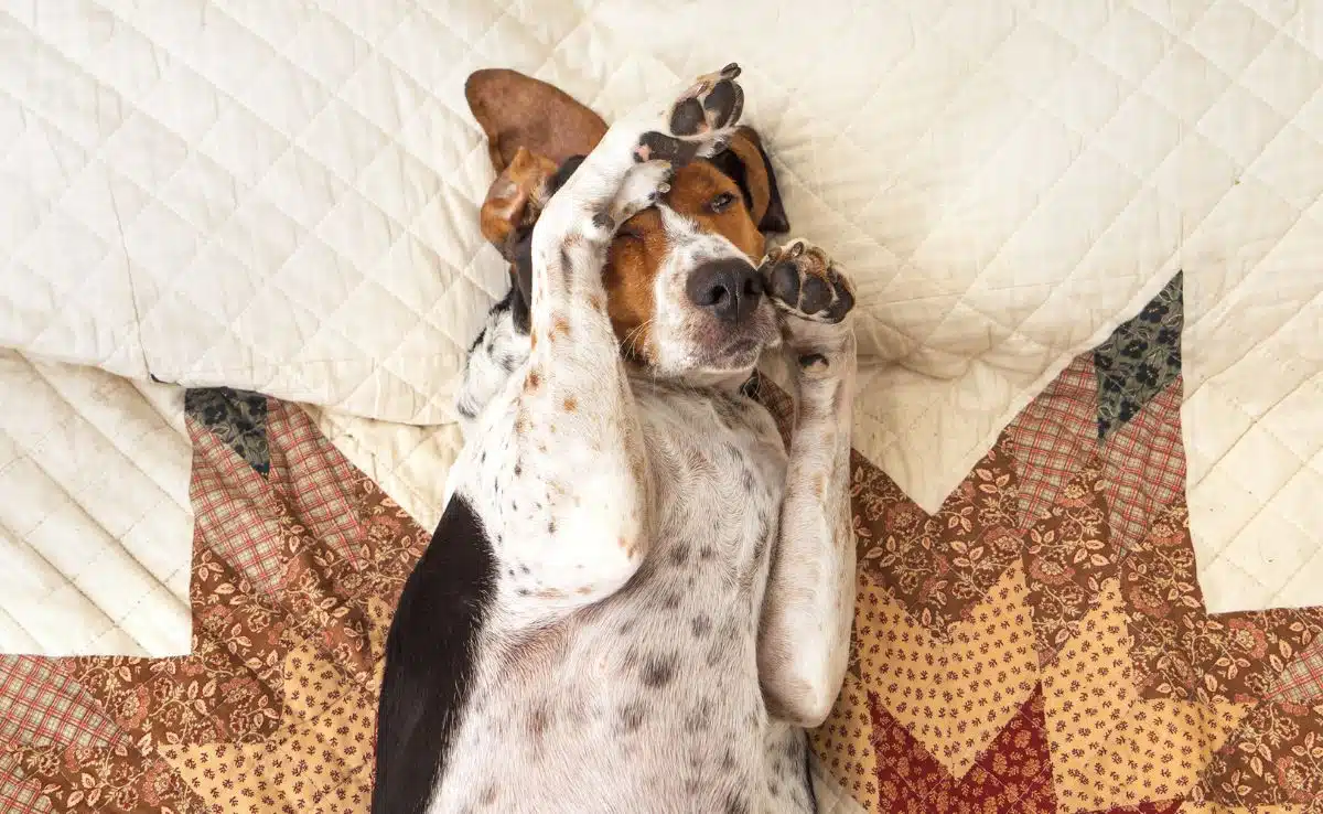 Coonhound dog lying upside down sleeping on human bed with quilt looking relaxed pampered cozy comfortable