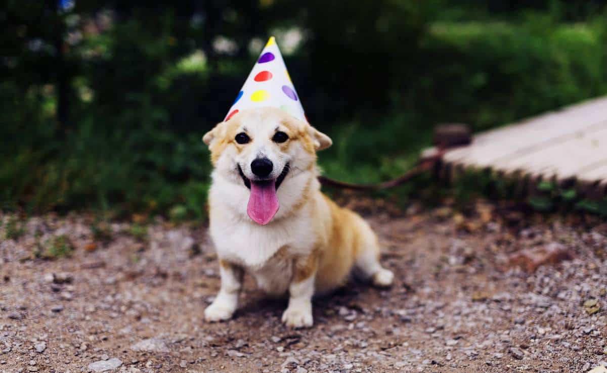 corgi in birthday hat outside smiling